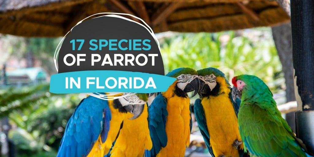 Parrots in Florida [A Look At 17 Species!] - Birdwatching Buzz