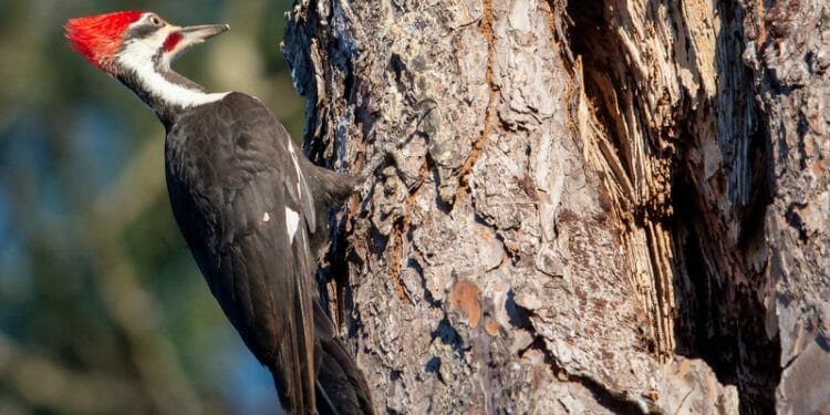 Woodpeckers In Florida [The 8 Species You're Likely To See ...