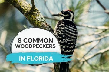woodpeckers in florida