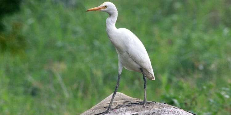 Egrets In Florida The 4 Common Species Birdwatching Buzz   Cattle Egret 