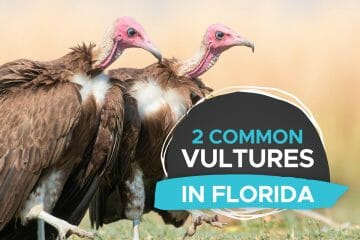 vultures in florida