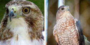 Red-Tailed Hawk vs Cooper’s Hawk: What's The Difference? - Birdwatching ...