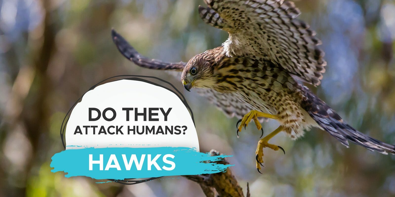 do hawks attack humans