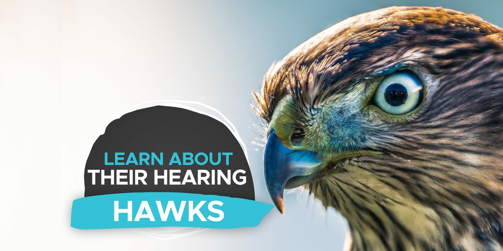 do hawks have good hearing
