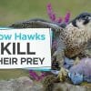 how do hawks kill their prey