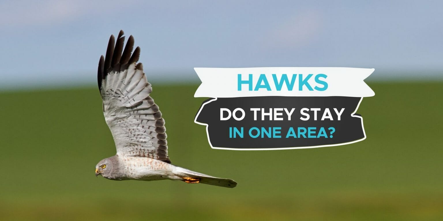 How Long Do Hawks Stay In One Area? Birdwatching Buzz