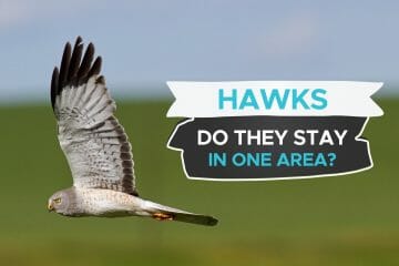 how long do hawks stay in one area