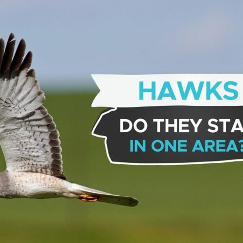 How Do Hawks Kill Their Prey? Birdwatching Buzz