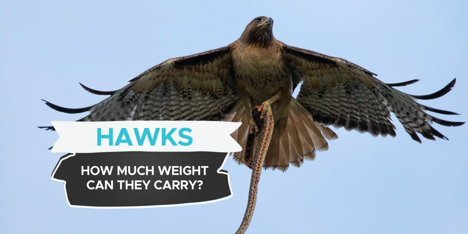 How Much Weight Can A Hawk Carry? [Can Hawks Steal Your Pets