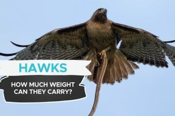 how much weight can a hawk carry