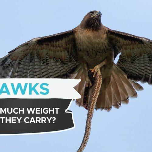 RedTailed Hawk vs Cooper’s Hawk What's The Difference? Birdwatching Buzz