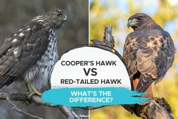 red tailed hawk vs coopers hawk