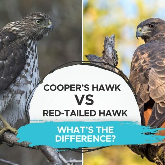 How Much Weight Can A Hawk Carry? [Can Hawks Steal Your Pets ...