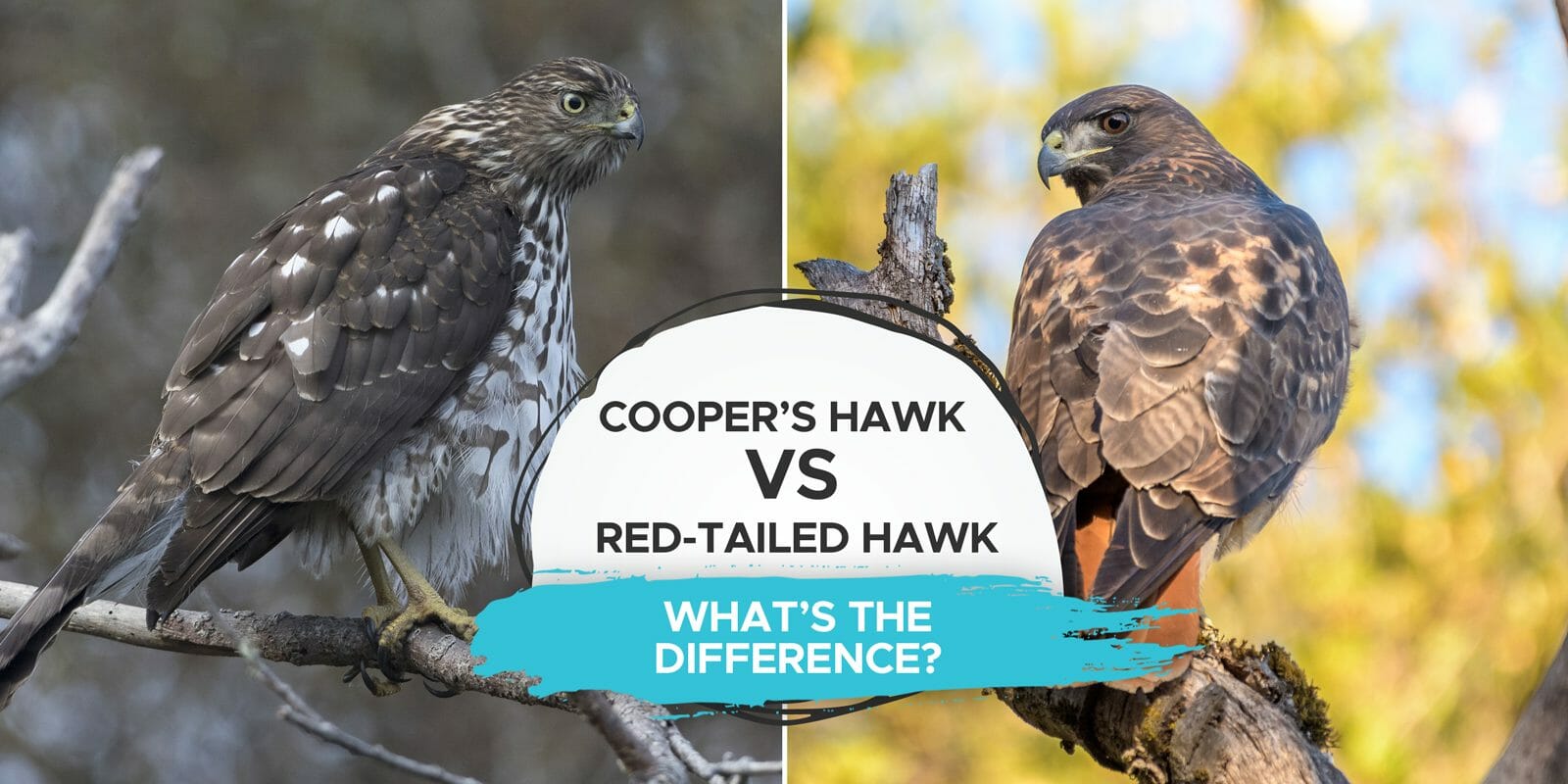 red tailed hawk vs coopers hawk