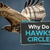 why do hawks circle