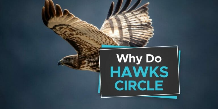 Why Do Hawks Circle? [Learn About Thermals] - Birdwatching Buzz