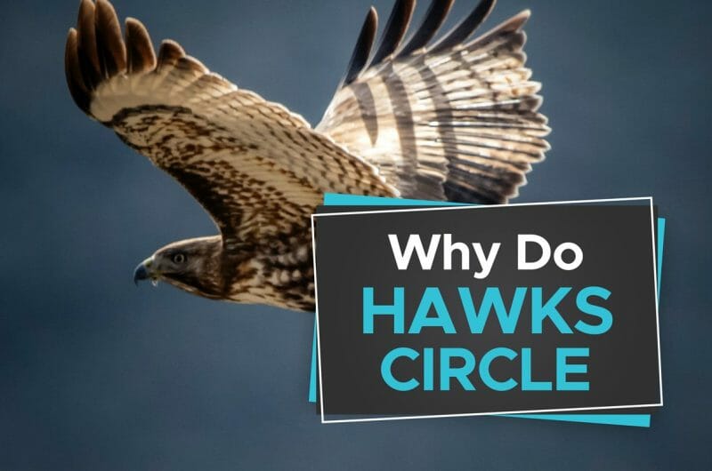 Hawks Archives Birdwatching Buzz