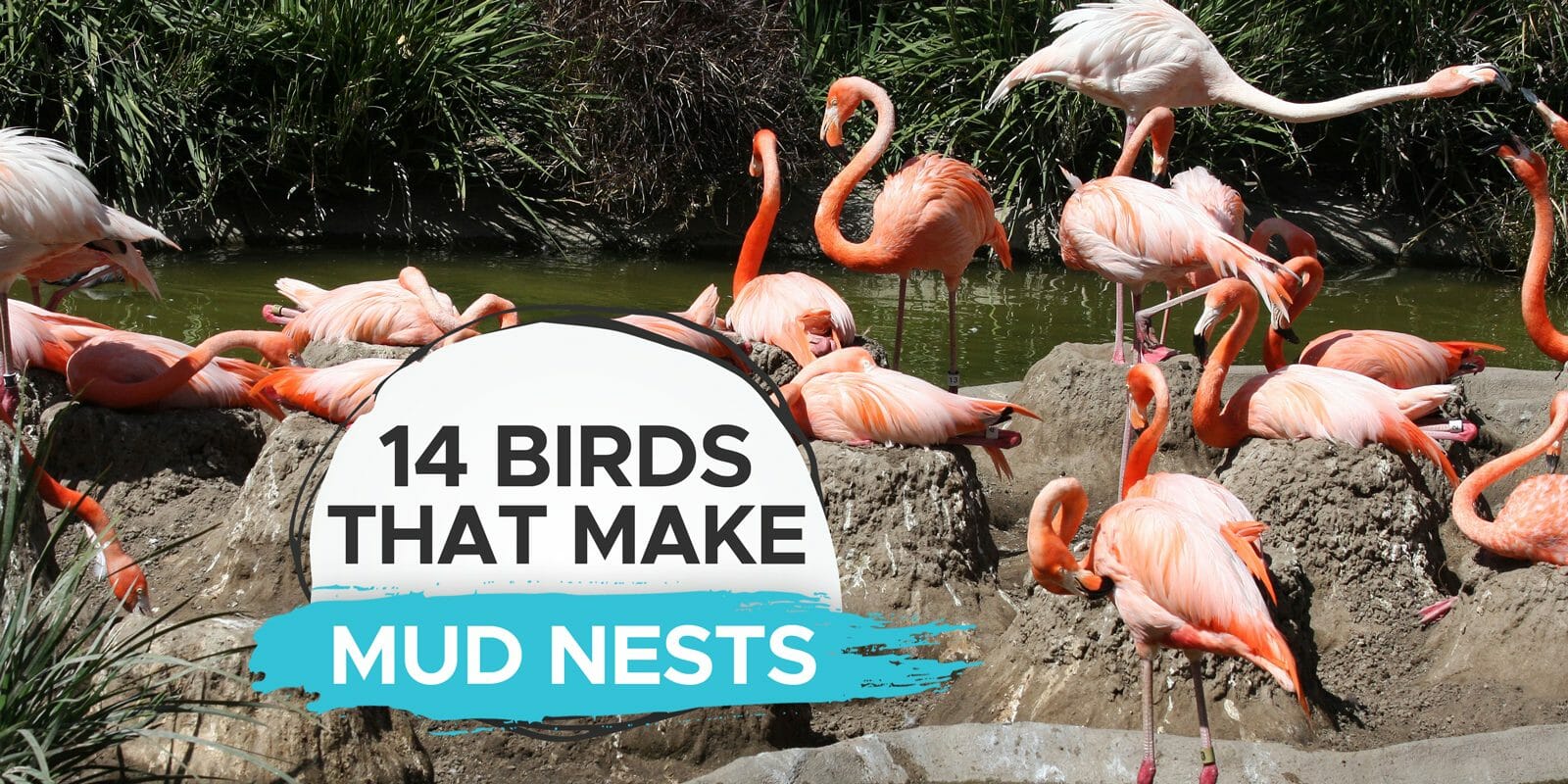 birds that make mud nests