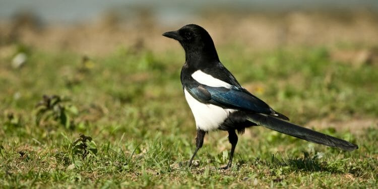 14 Birds That Make Mud Nests [With Pictures!] - Birdwatching Buzz