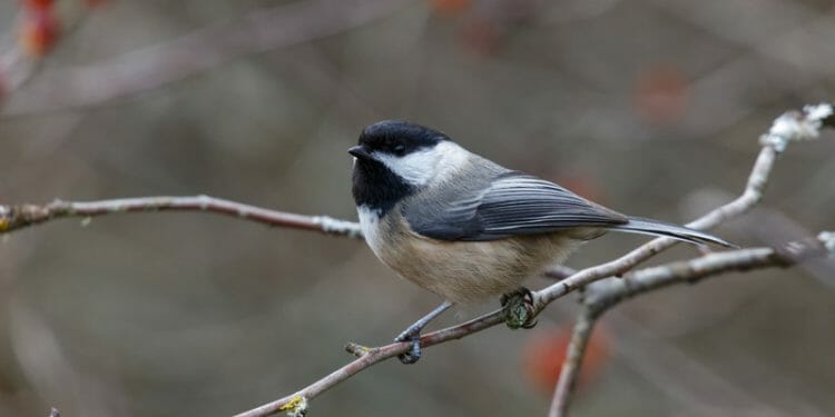 15 Birds With Black And White Heads [Incl. Pictures!] - Birdwatching ...