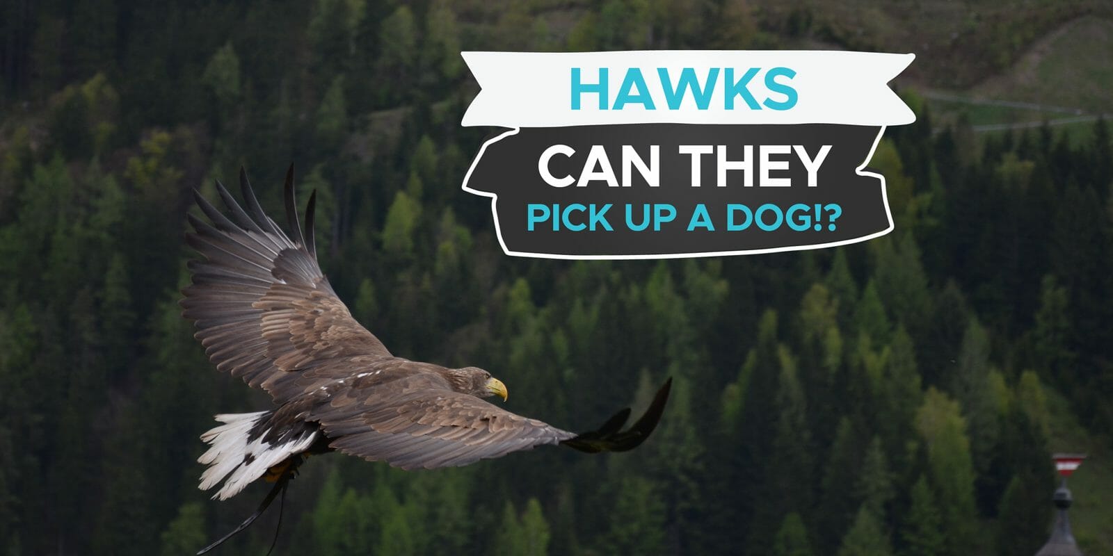 Can A Hawk Pick Up A Dog? [Or Are They Too Heavy?] - Birdwatching Buzz