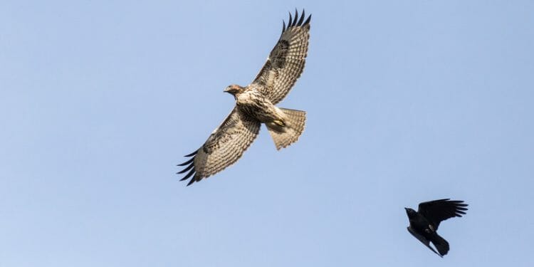 crow-attacking-hawks.jpg