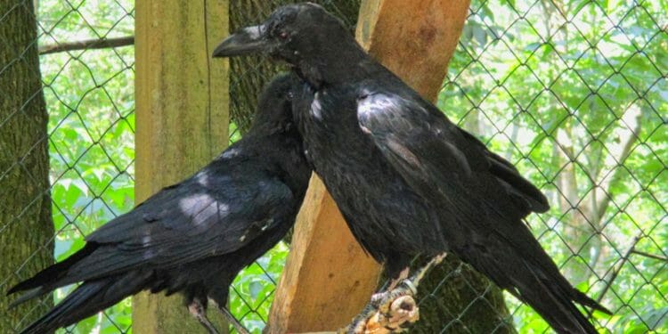 Can Crows Talk Like Parrots? [Can They Mimic Words?] - Birdwatching Buzz