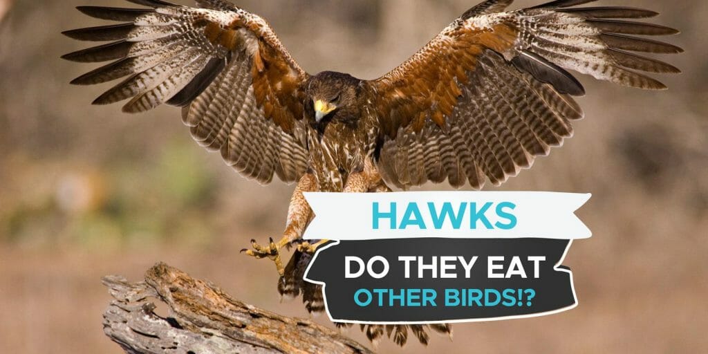 Do Hawks Eat Birds? [Birds That Become Bird Food!] - Birdwatching Buzz