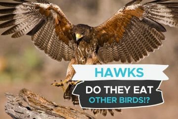 do hawks eat birds