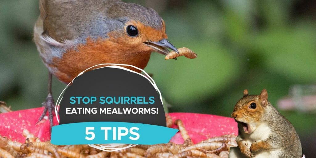 Do Squirrels Eat Mealworms? [5 Tips To Stop Them!] - Birdwatching Buzz