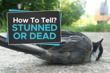 how to tell if a bird is dead or just stunned