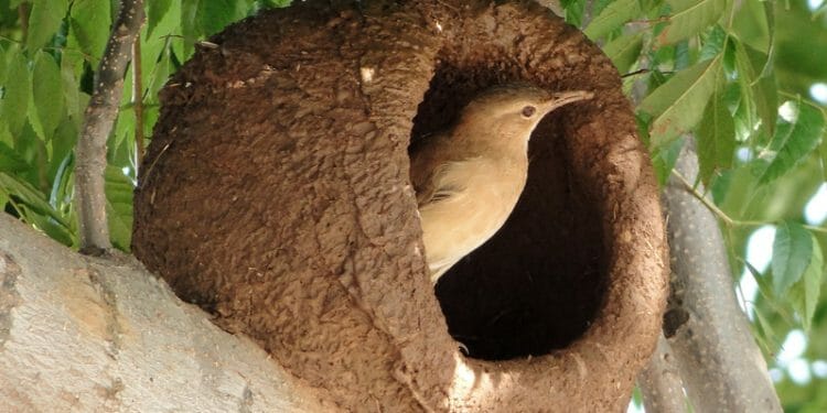 14 Birds That Make Mud Nests With Pictures Birdwatching Buzz