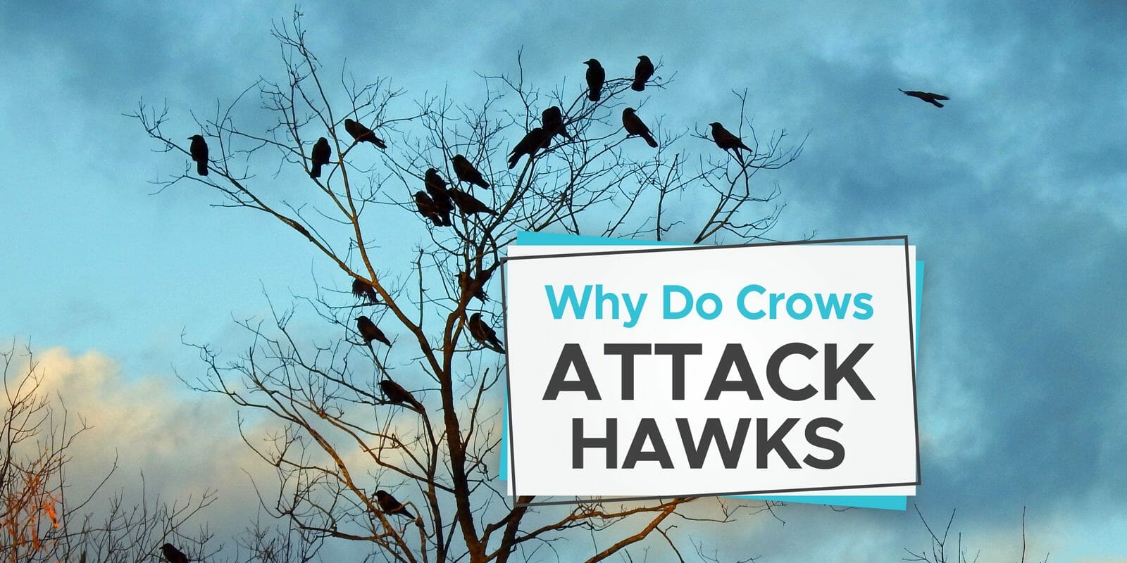 why do crows attack hawks