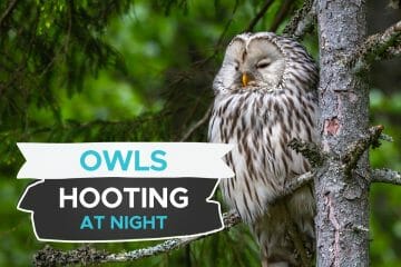 why do owls hoot at night