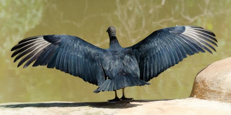 23 Birds With The Largest Wingspan [incl. Pictures!] - Birdwatching Buzz