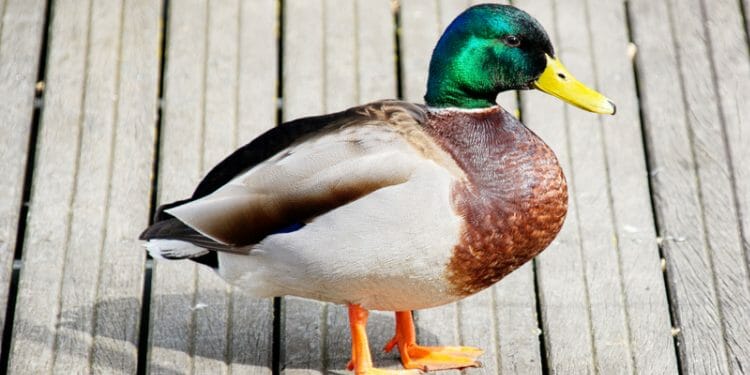 22 Species of Duck Commonly Found In Florida [Incl. Pictures ...