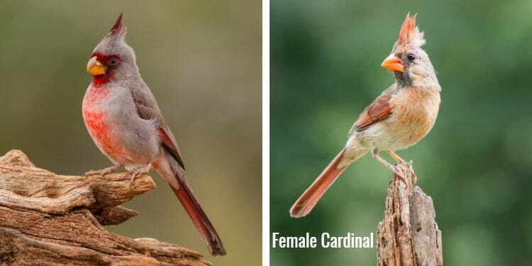 Weird Look In Cardinal 16 Birds That Look Like Cardinals [Pictures & Comparisons ...