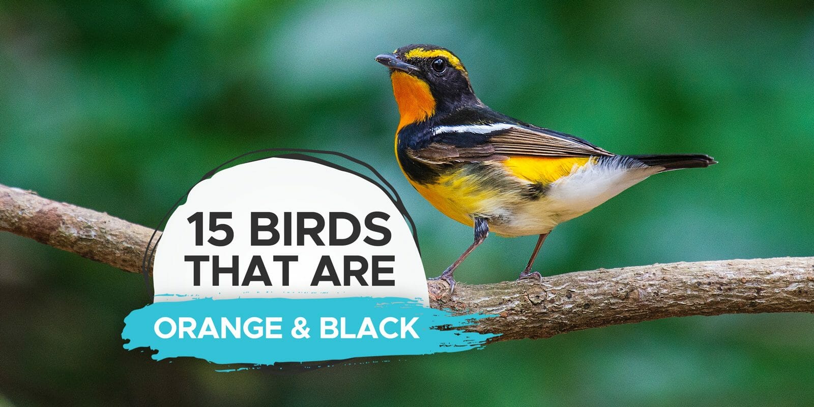 15 Birds That Are Orange And Black [Pictures & Guide]