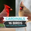 birds that look like cardinals