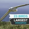 birds with the largest wingspan