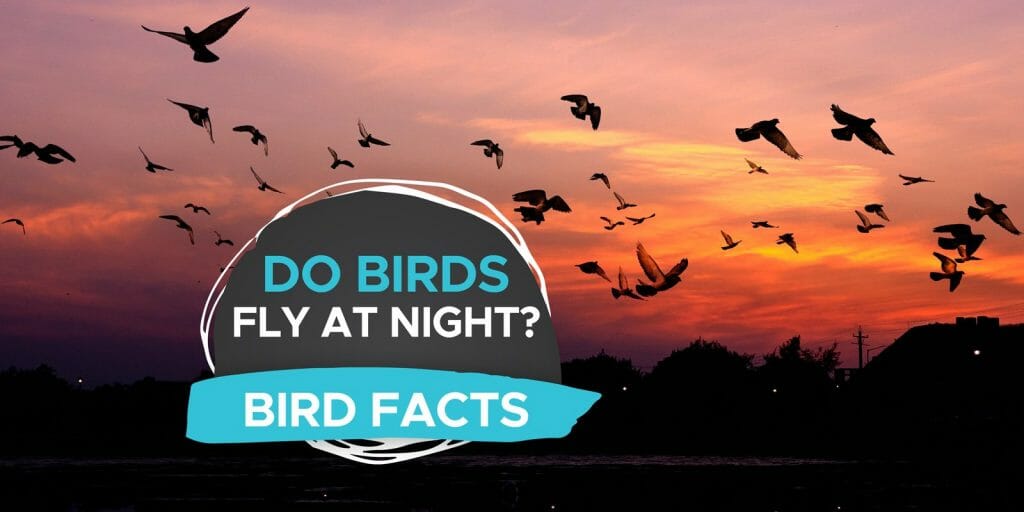 Do Birds Fly At Night? [Learn About Nocturnal Birds!] - Birdwatching Buzz