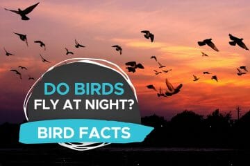 do birds fly at night