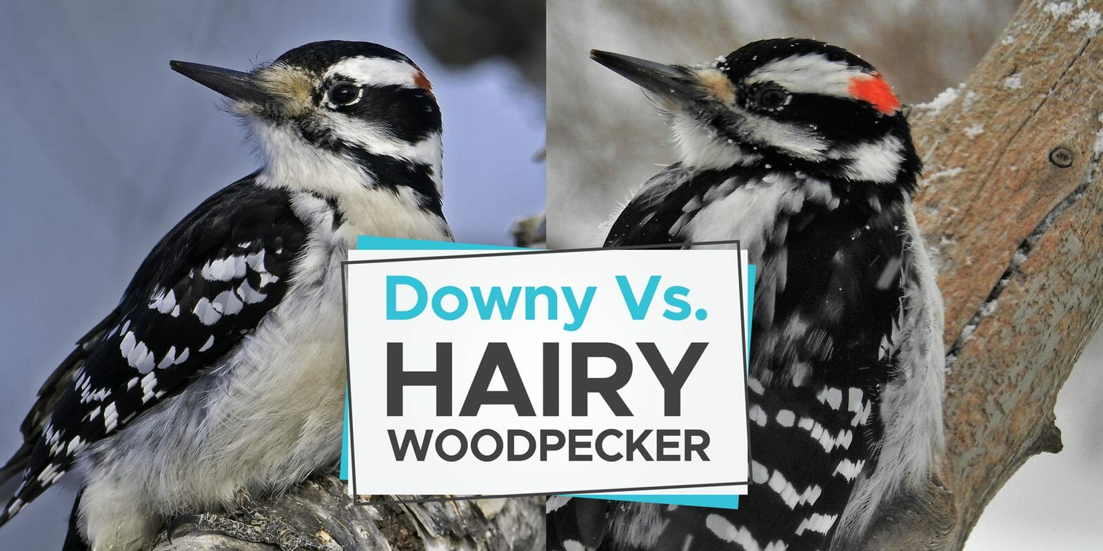downy vs hairy woodpecker