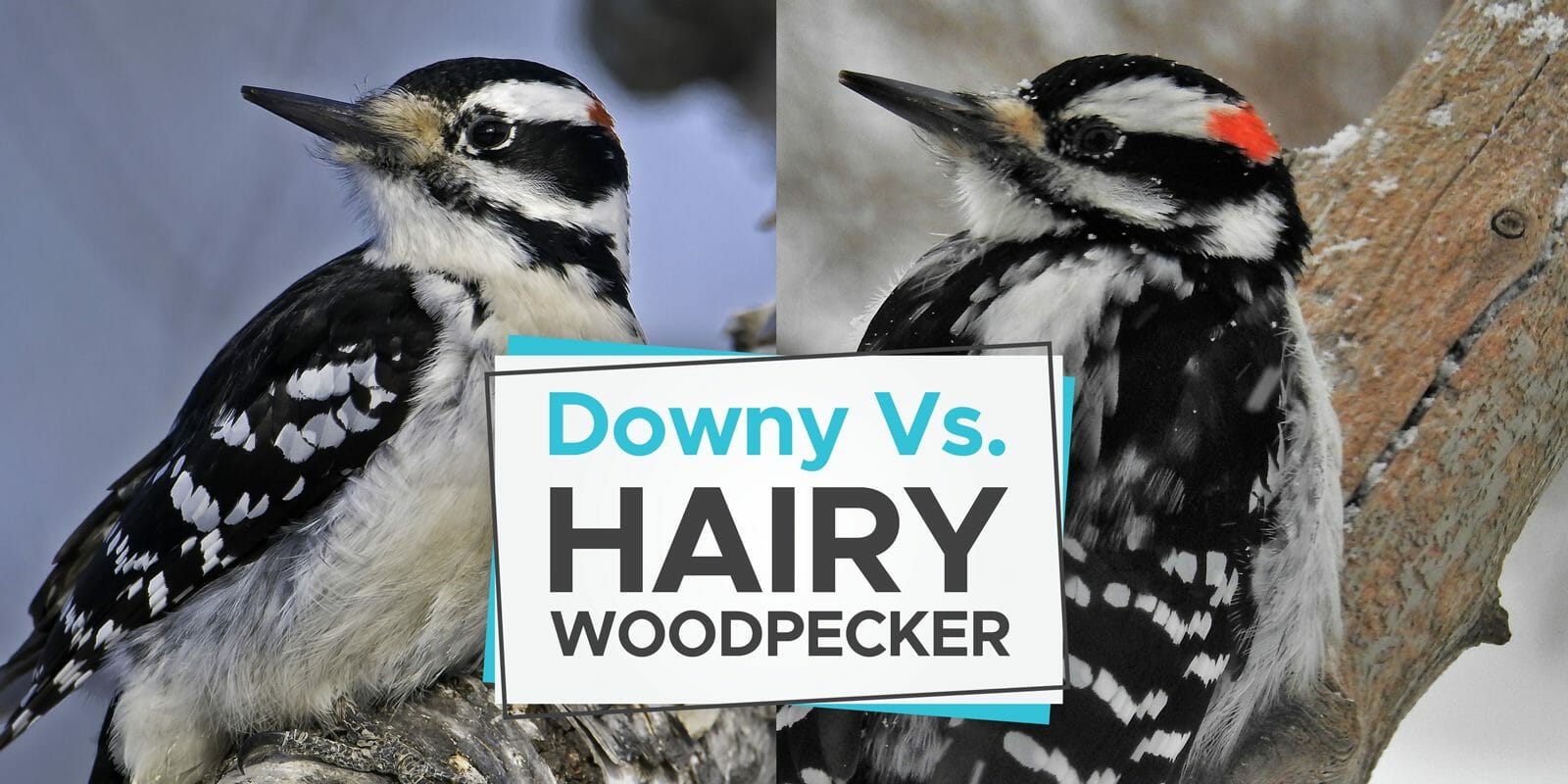 hairy woodpecker vs downy woodpecker