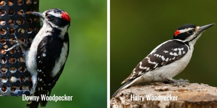 hairy woodpecker vs downy woodpecker