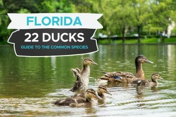 ducks in florida