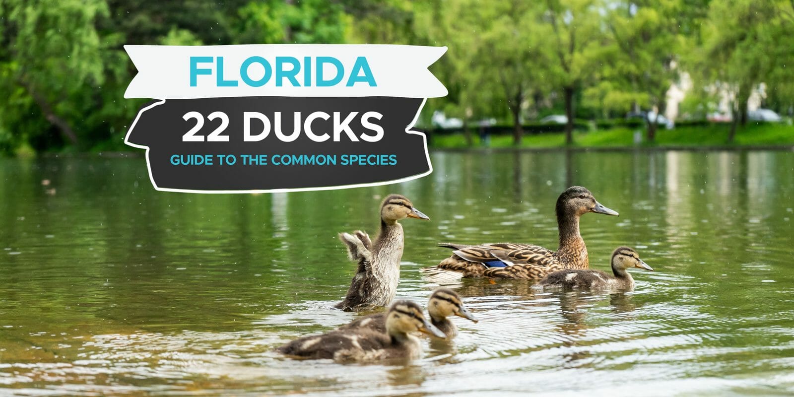 22 Species of Duck Commonly Found In Florida [Incl. Pictures
