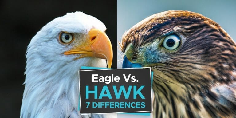 Eagle vs Hawk [The 7 Important Differences to Learn] - Birdwatching Buzz