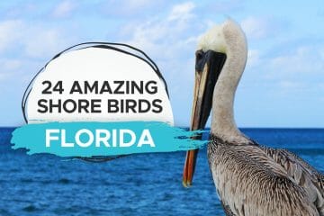 florida shore birds