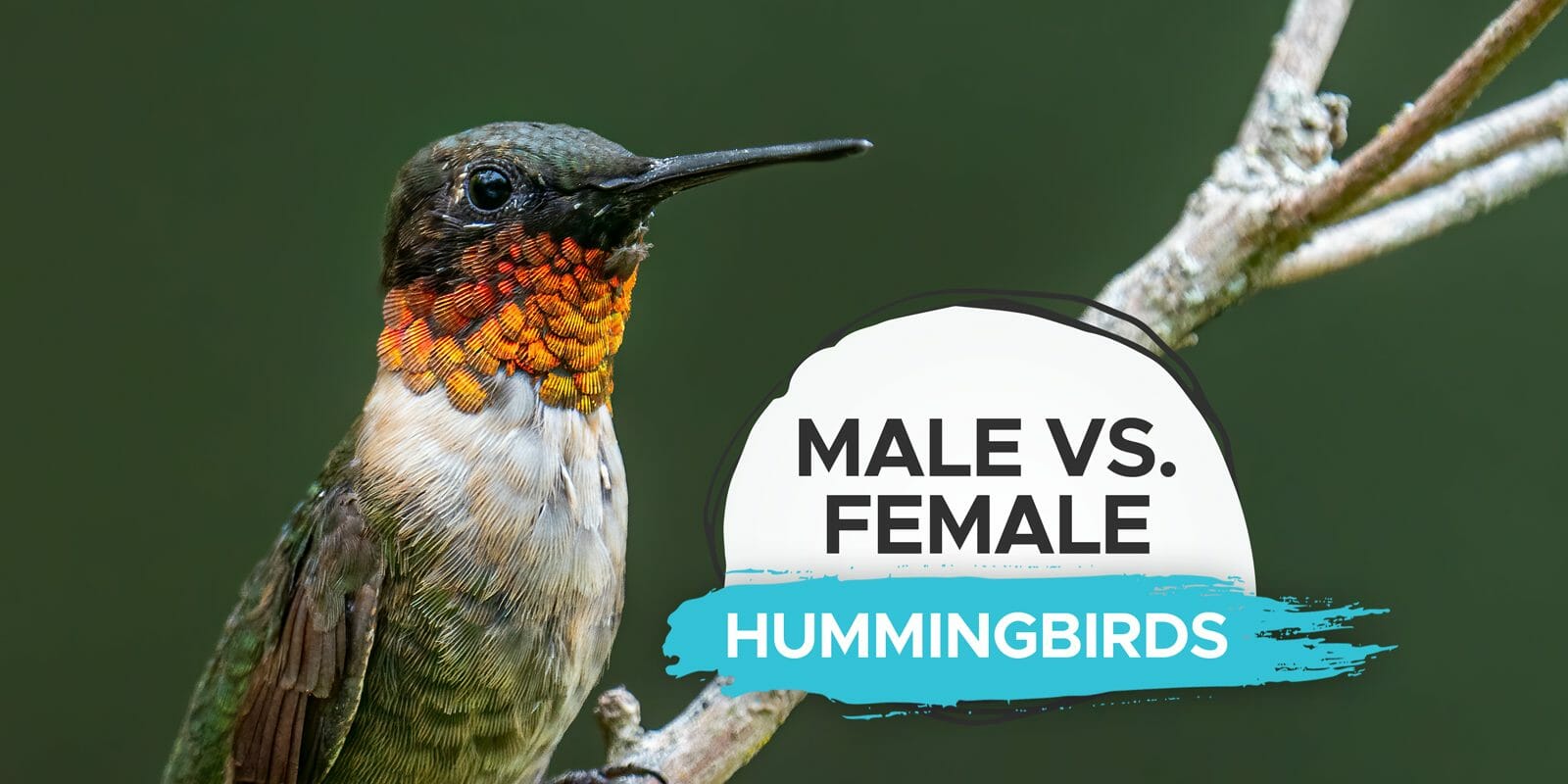 male vs female hummingbird